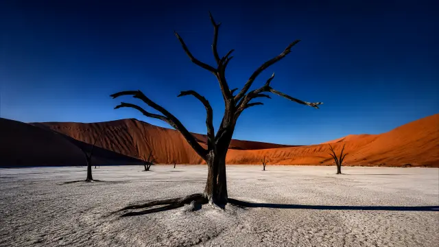 Árboles muertos en desierto con dunas rojas y cielo azul