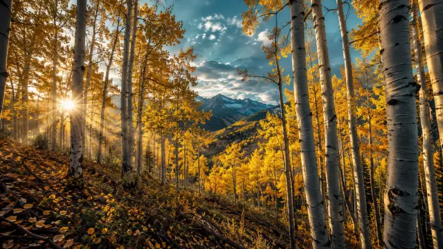 Bosque de abedules dorados con montañas al atardecer