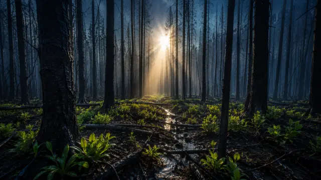 Gloria de sol en bosque carbonizado con nueva vida