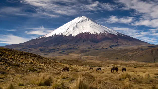 Caballos pastando en pradera con volcán nevado
