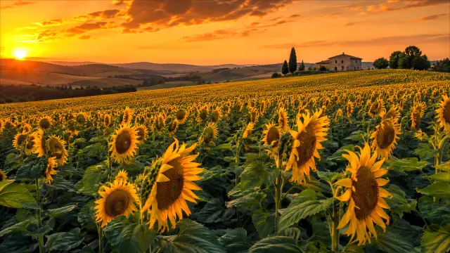 Campo de girasoles al atardecer con casa de campo