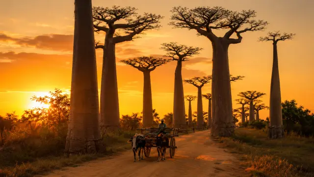 Carro de bueyes en el sendero de los baobabs al atardecer