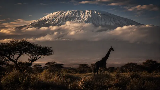 Monte Kilimanjaro nevado con jirafa y acacias