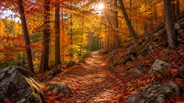Sendero boscoso en otoño con sol y hojas caídas
