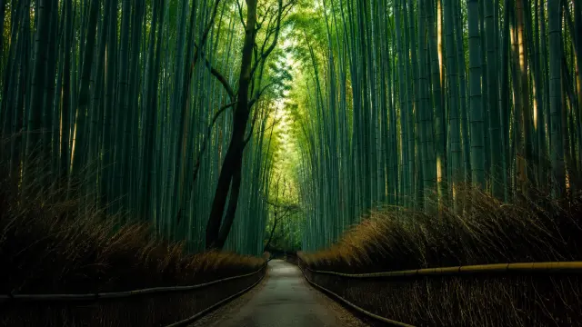 Sendero en bosque de bambú iluminado por la luz
