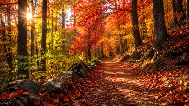Sendero forestal con hojas rojas y amarillas en otoño