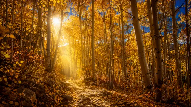 Sendero soleado en bosque de abedules otoñales