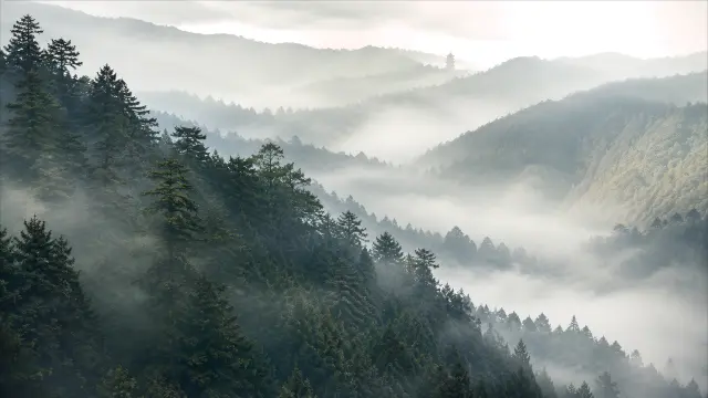 Valle montañoso con niebla y pino