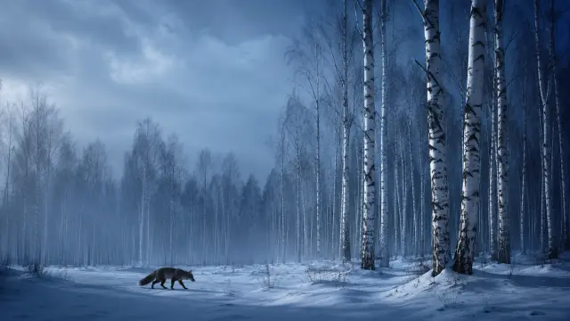 Zorro caminando en bosque nevado al amanecer