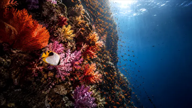 Arrecife de coral vibrante con peces tropicales bajo el sol