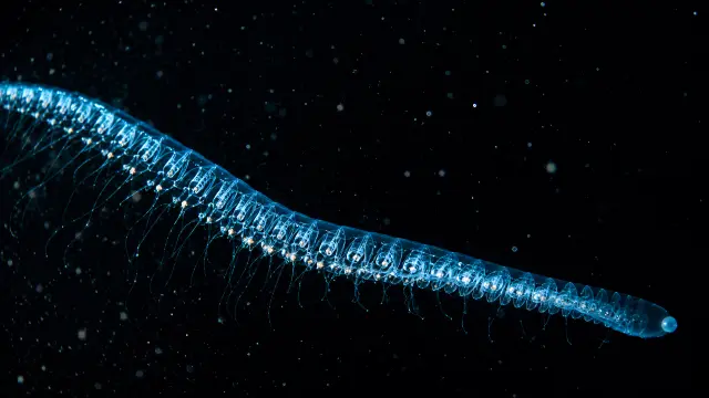 Larva transparente con tentáculos en el océano profundo