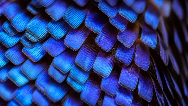 Detalles de escamas azules brillantes y texturizadas