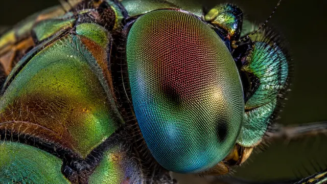 Primer plano detallado de un insecto iridiscente verde