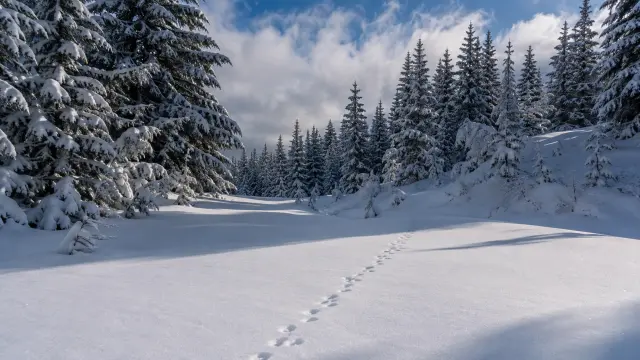 Sendero de huellas en bosque nevado bajo cielo azul
