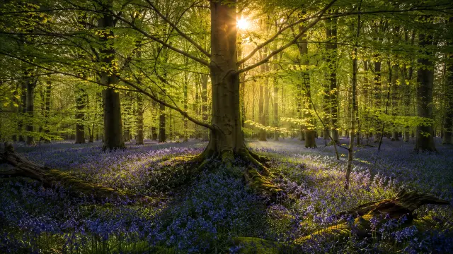 Bosque encantado con florecillas azules al amanecer