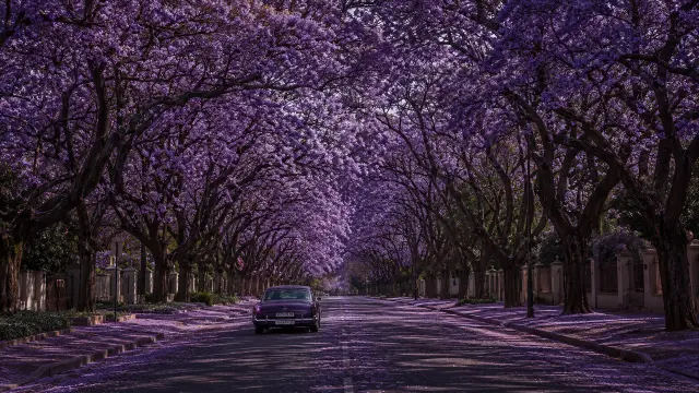 Clásico en calle arbolada con jacarandas en flor