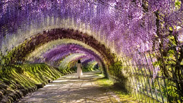 Tunel de flores de wisteria morado y blanco