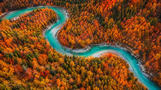 Río turquesa serpenteante en bosque otoñal vibrante