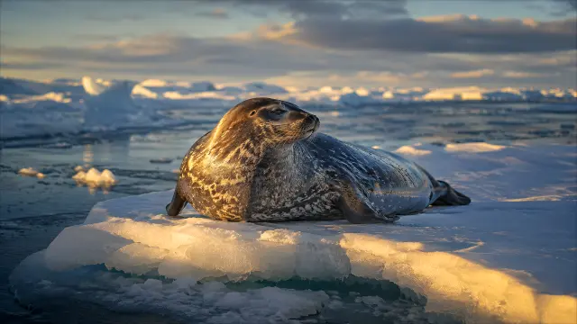 Foca descansando en hielo ártico al atardecer