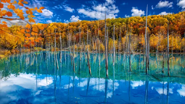 Bosque otoñal y lago azul con reflejos en el agua