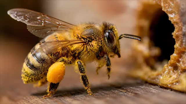 Abeja polinizadora con melaza en la pata