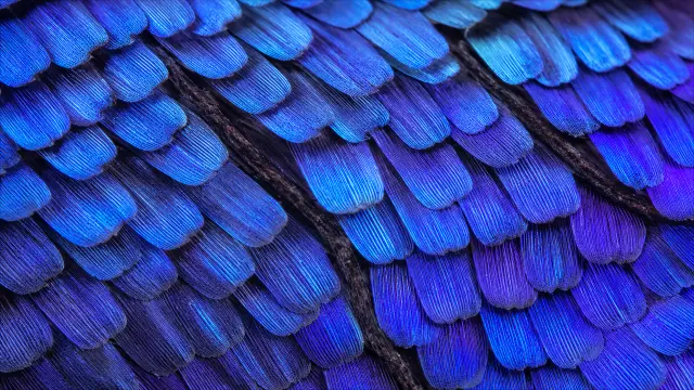 Macro de plumas azul iridiscentes y texturizadas con degradado morado profundo