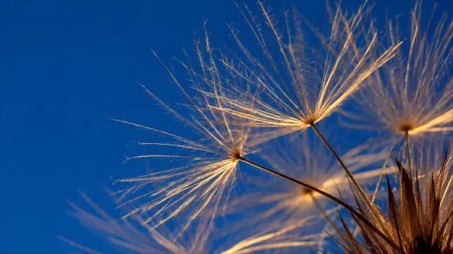 Estelas doradas contra un cielo azul profundo en primer plano macro de semillas secas