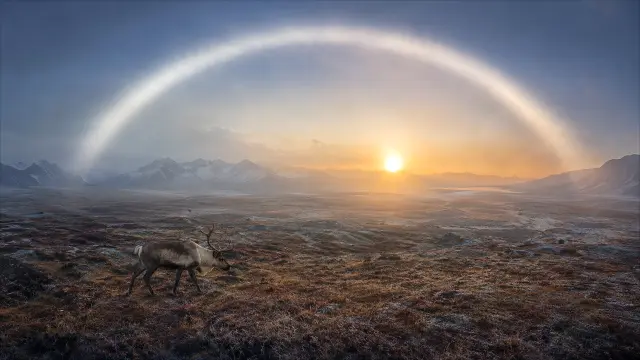 Reino caribou atardecer arco aurora
