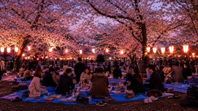 Picnic nocturno bajo cerezos en flor con linternas