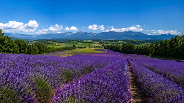 Fondo de pantalla 4K: Campo de lavanda con montañas al fondo